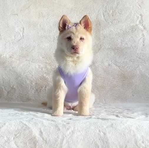 Chow Chow dogs for sale: Exotic colour chowsky puppies for sale  - Video 4