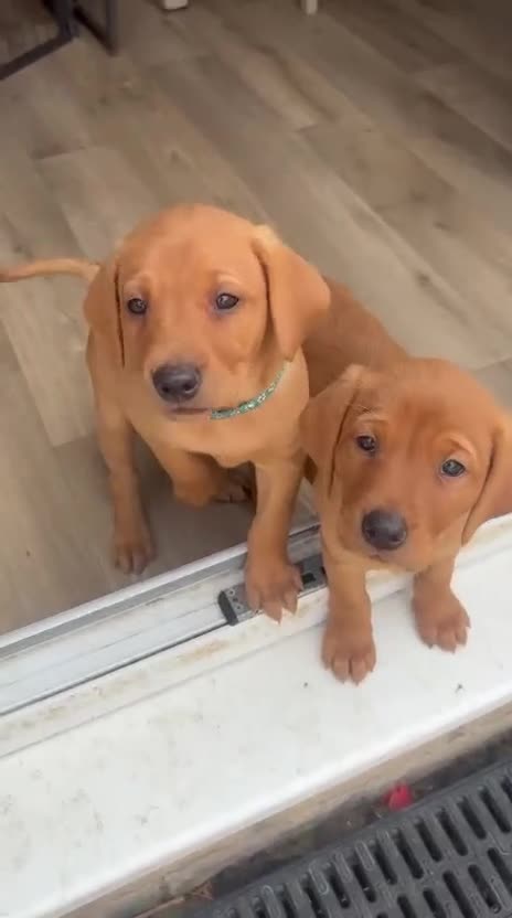Labrador Retriever dogs for sale:  Ready to leave this week!!! Fox Red Labrador. - Video 2