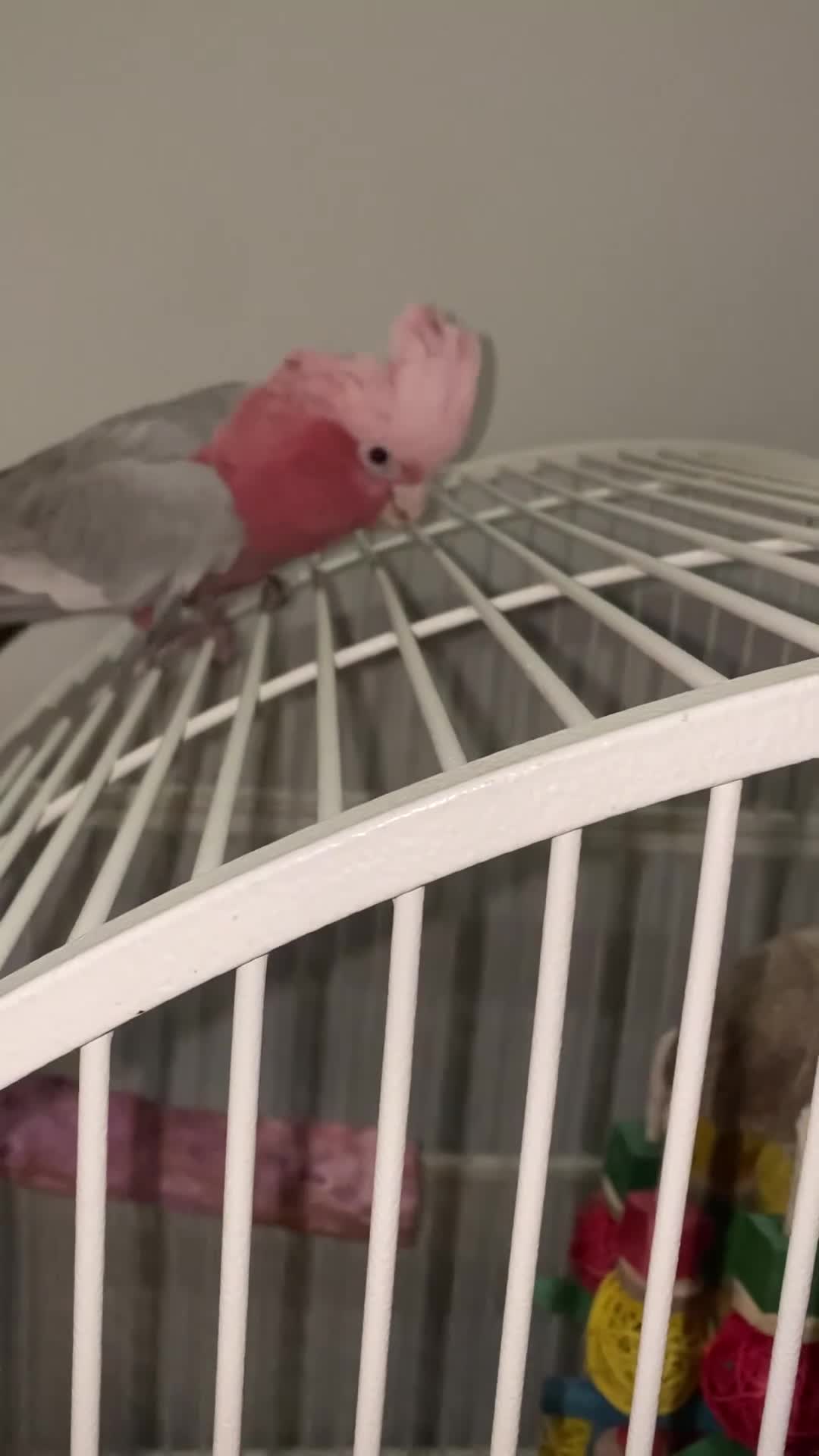 Cockatoo birds for sale: Female Galah Cockatoo - Video 1