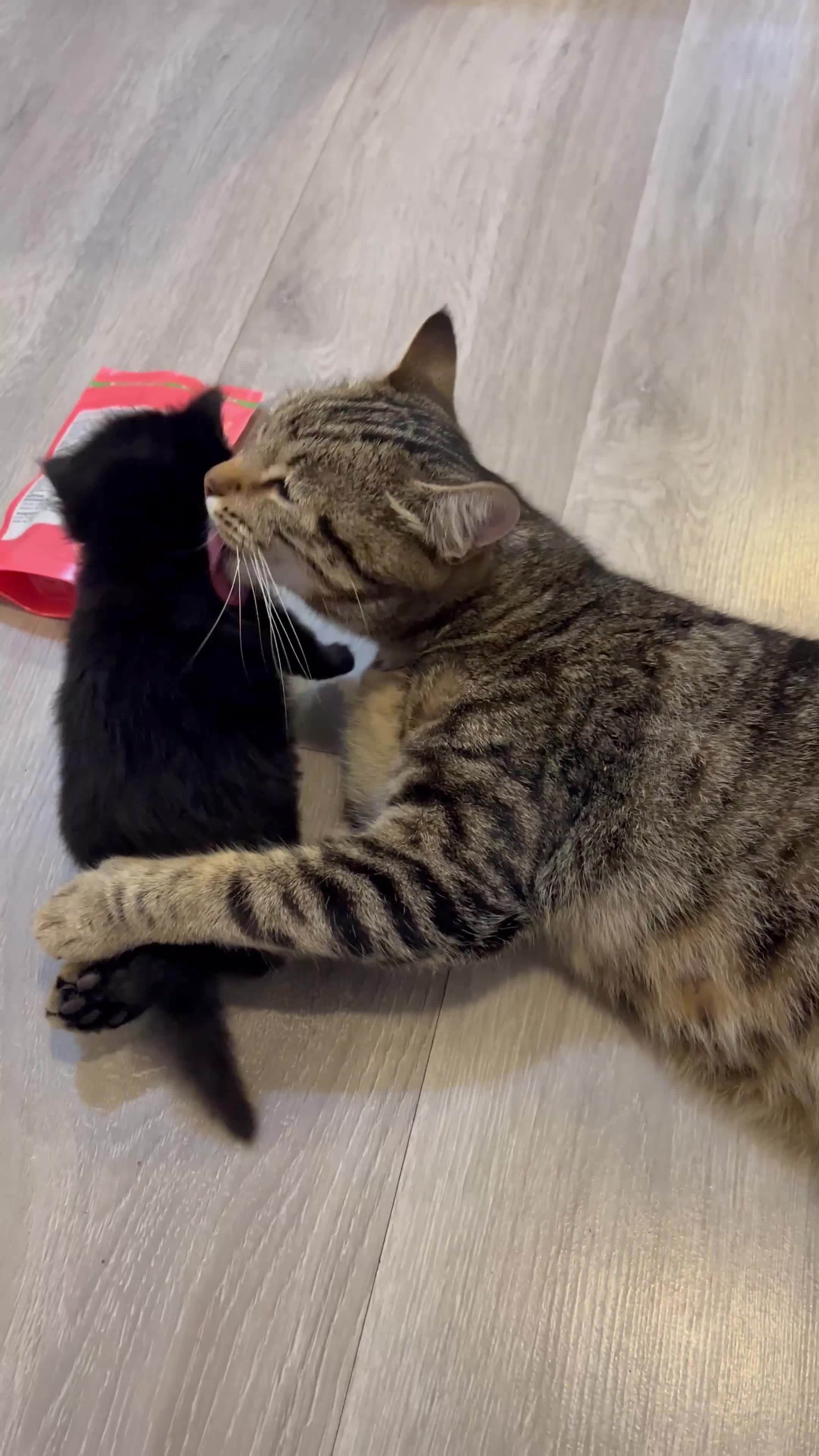 Scottish Fold cats for sale: Adorable Scottish Fold Mix Kittens - Video 4