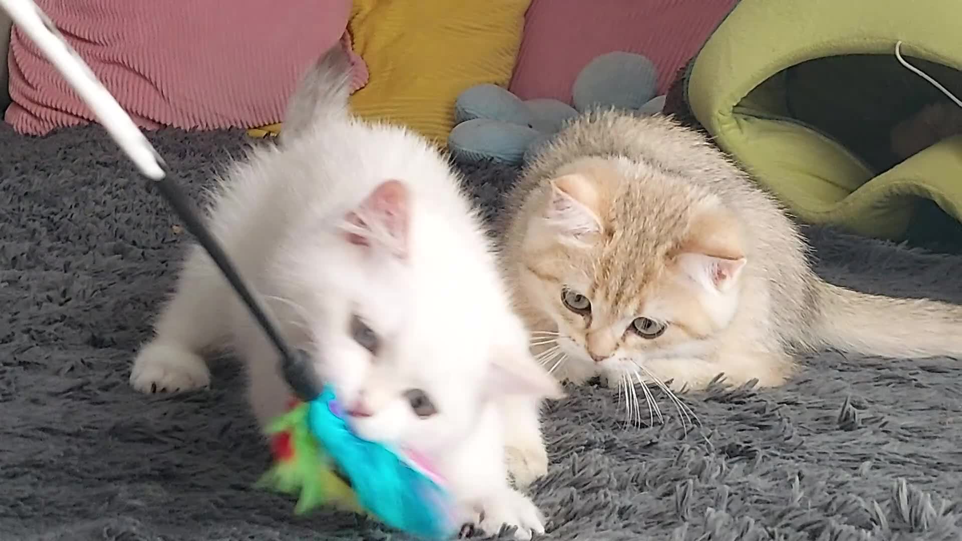 British Shorthair cats for sale: Golden British shorthair Pedigree Neutered  - Video 2