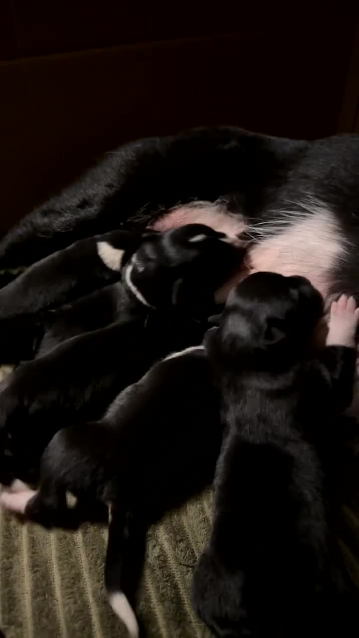 Border Collie dogs for sale: 2 border collie puppies - Video 2