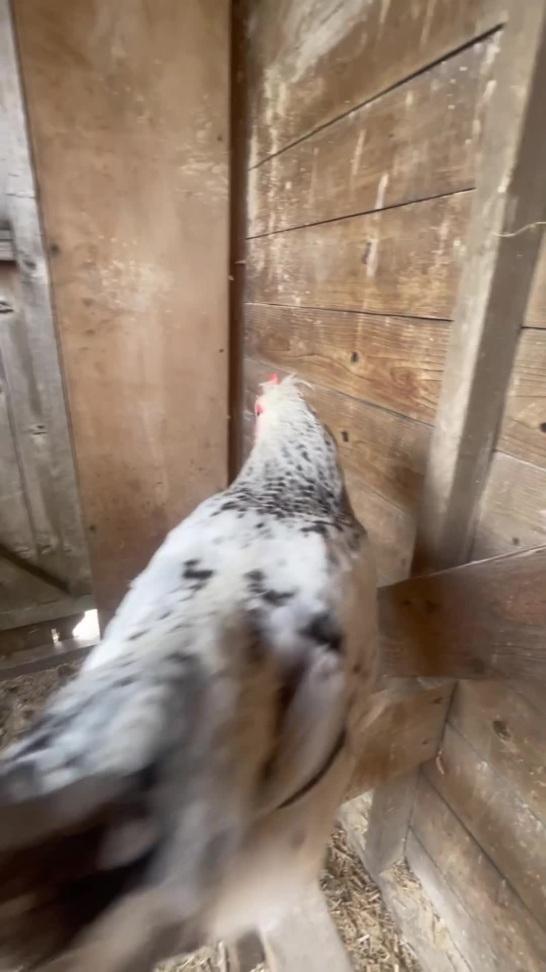 Chickens poultry for sale: Beautiful 3 month old cockerel for sale  in Melton Mowbray - Video 2