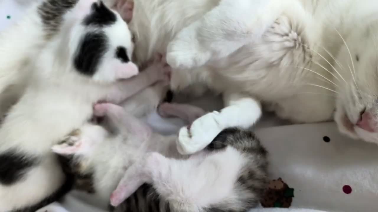 Mixed Breed cats for sale: 2 female kittens to go to a good home  in Macclesfield - Video 3