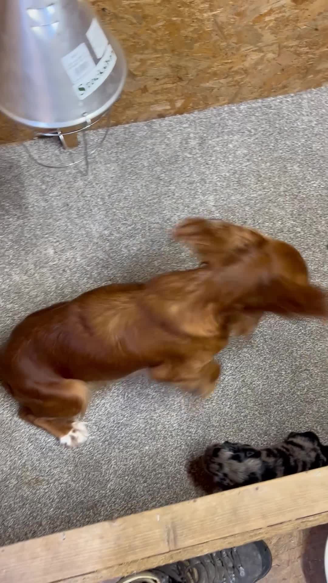 Cocker Spaniel dogs for sale:  Cocker spaniel puppies  - Video 1