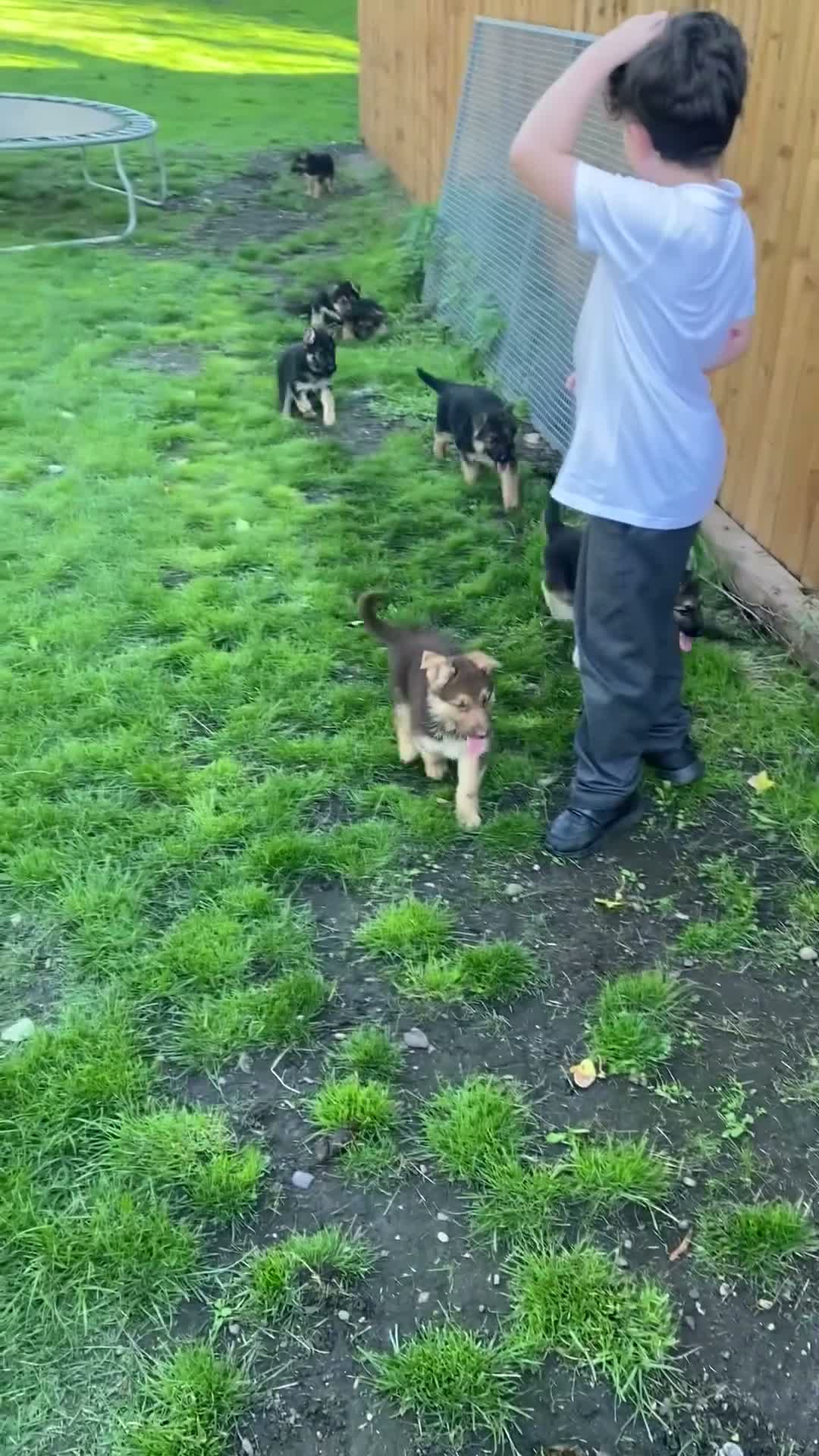 German Shepherd dogs for sale: K/C German Shepherd pups - Video 1