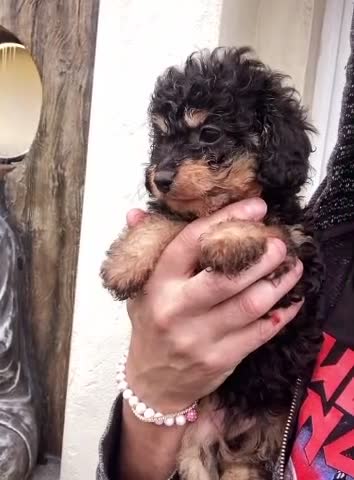 Cavapoo dogs for sale: Toy cavapoo WAITING LIST now open - Video 1