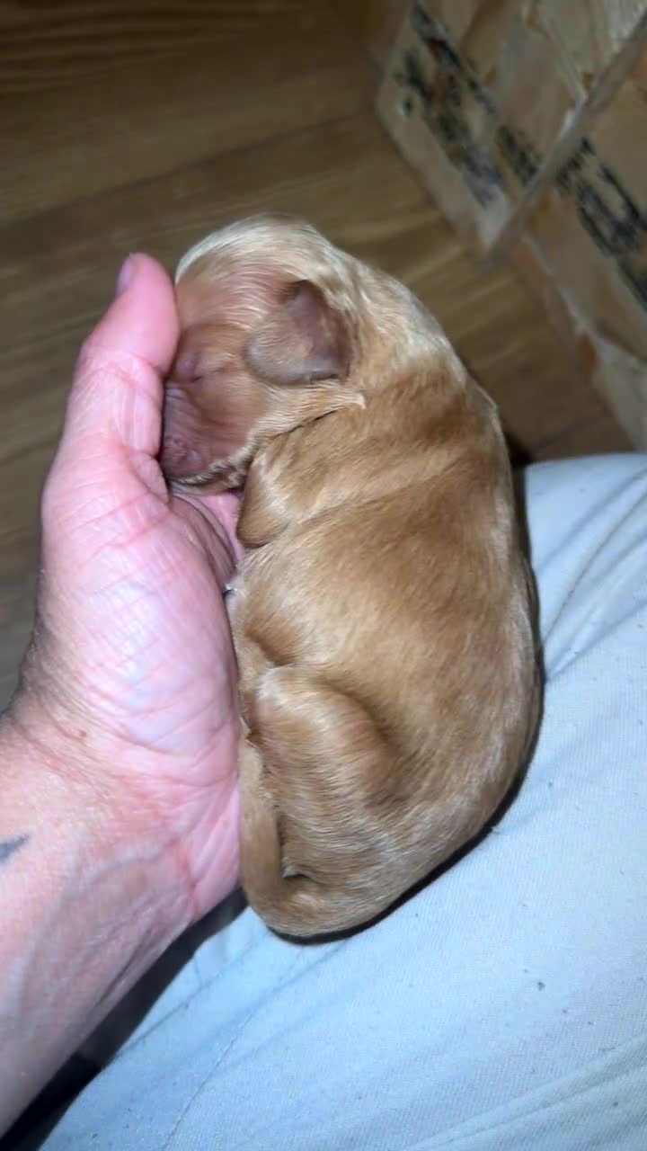 Cockapoo dogs for sale: Cockapoo pups  - Video 4
