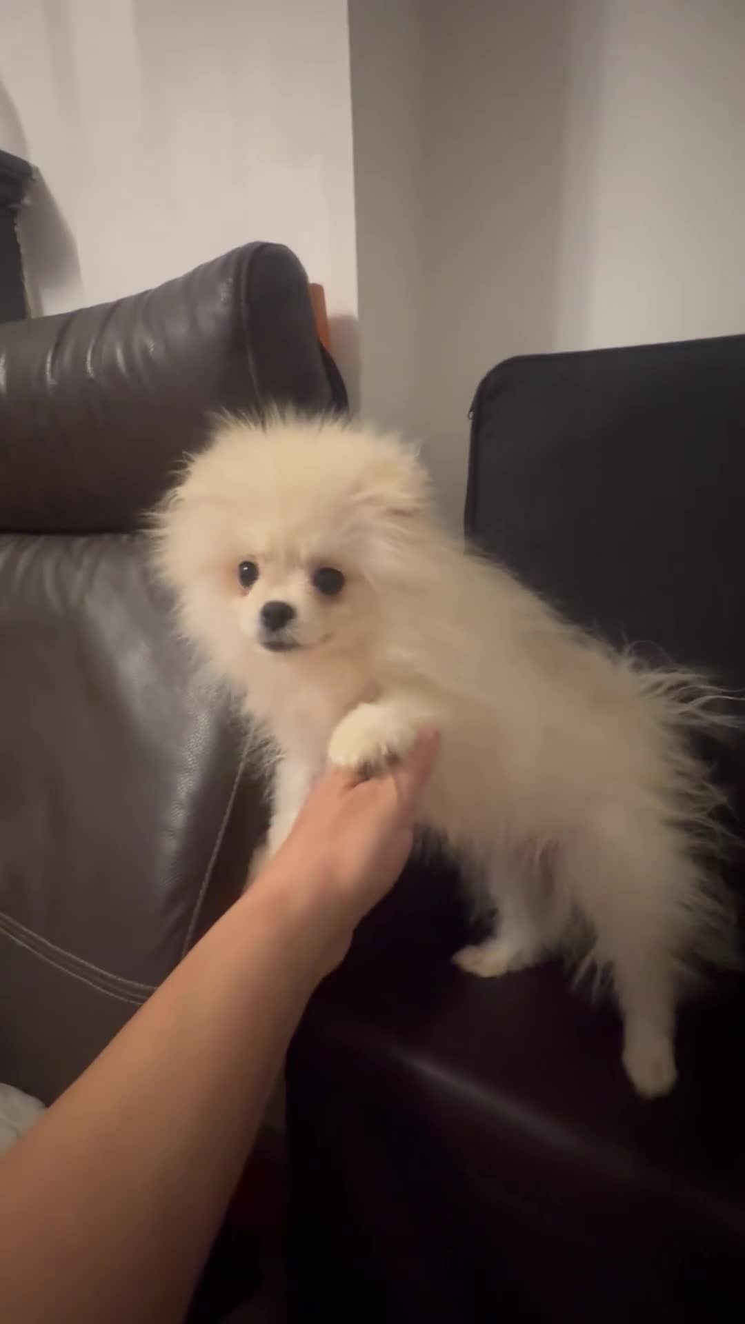 Pomeranian dogs for sale: Russian bloodline pomeranian girl - Video 1