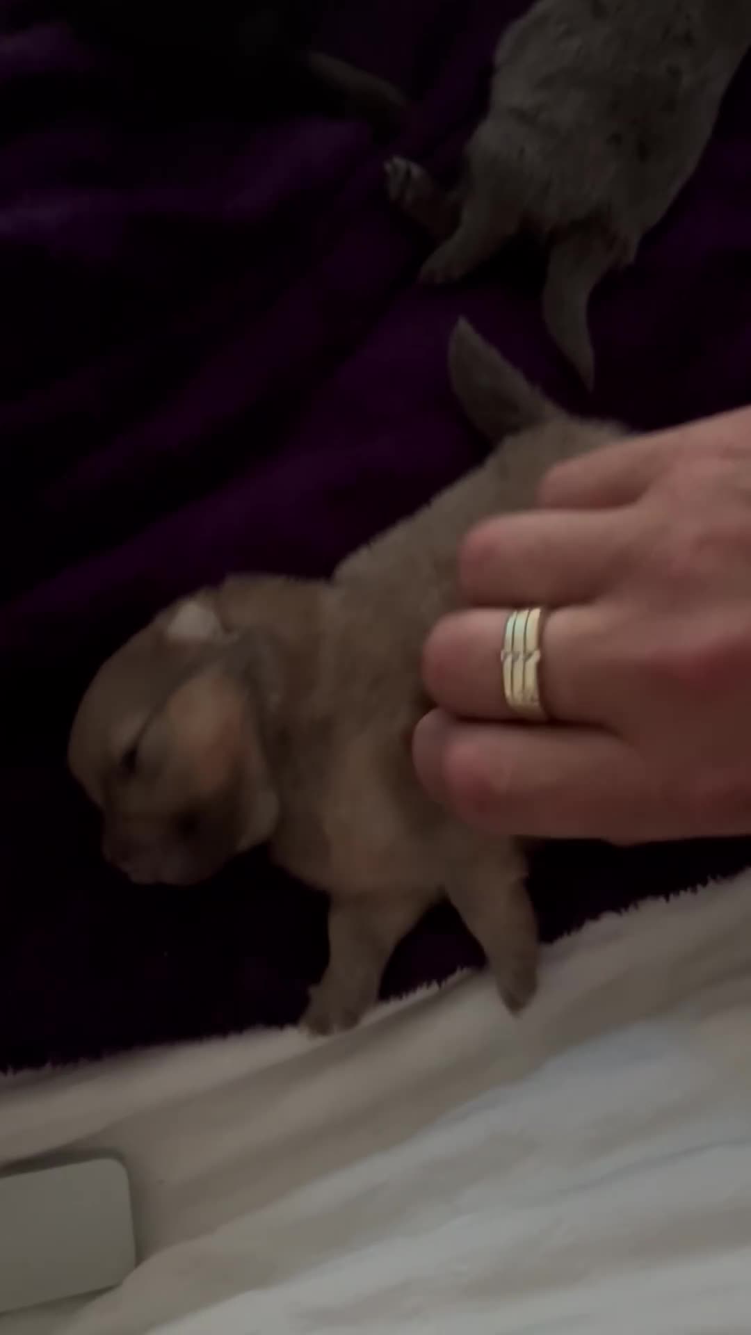 Pomeranian dogs for sale: Beautiful Pomeranian Pups - Video 1