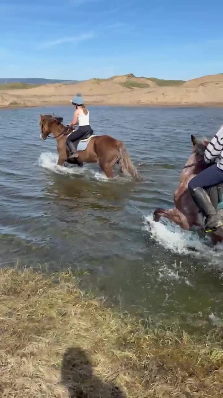 Welsh Section D horses for sale: Section D 14.2h mare - Video 4