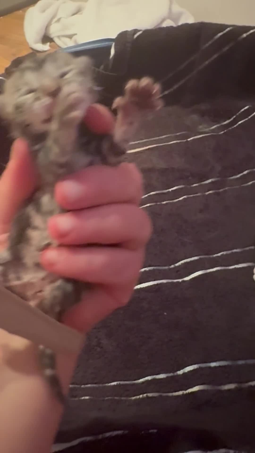 Mixed Breed cats for sale: Stunning  unique kittens  - Video 2