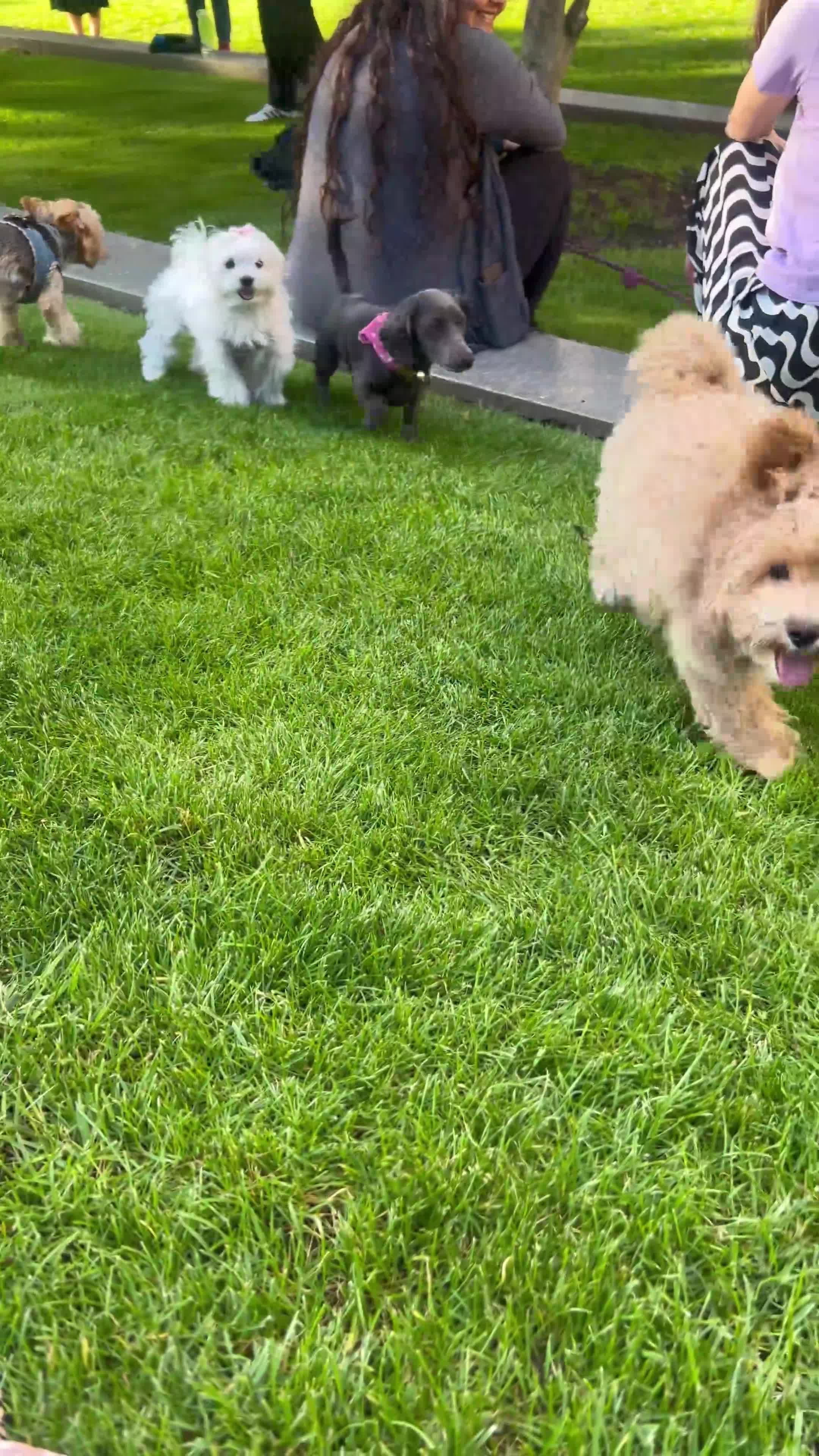 Maltese dogs for stud: Mini Maltese- full white  - Video 3