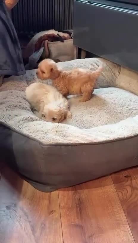 Cavapoo dogs for sale: 💙 TOY CAVAPOO 💙 - Video 1
