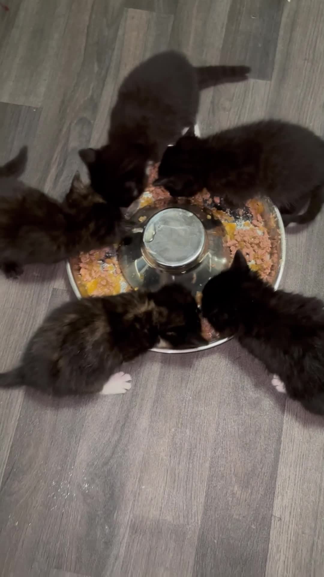 Mixed Breed cats for sale: Five beautiful kittens - Video 1