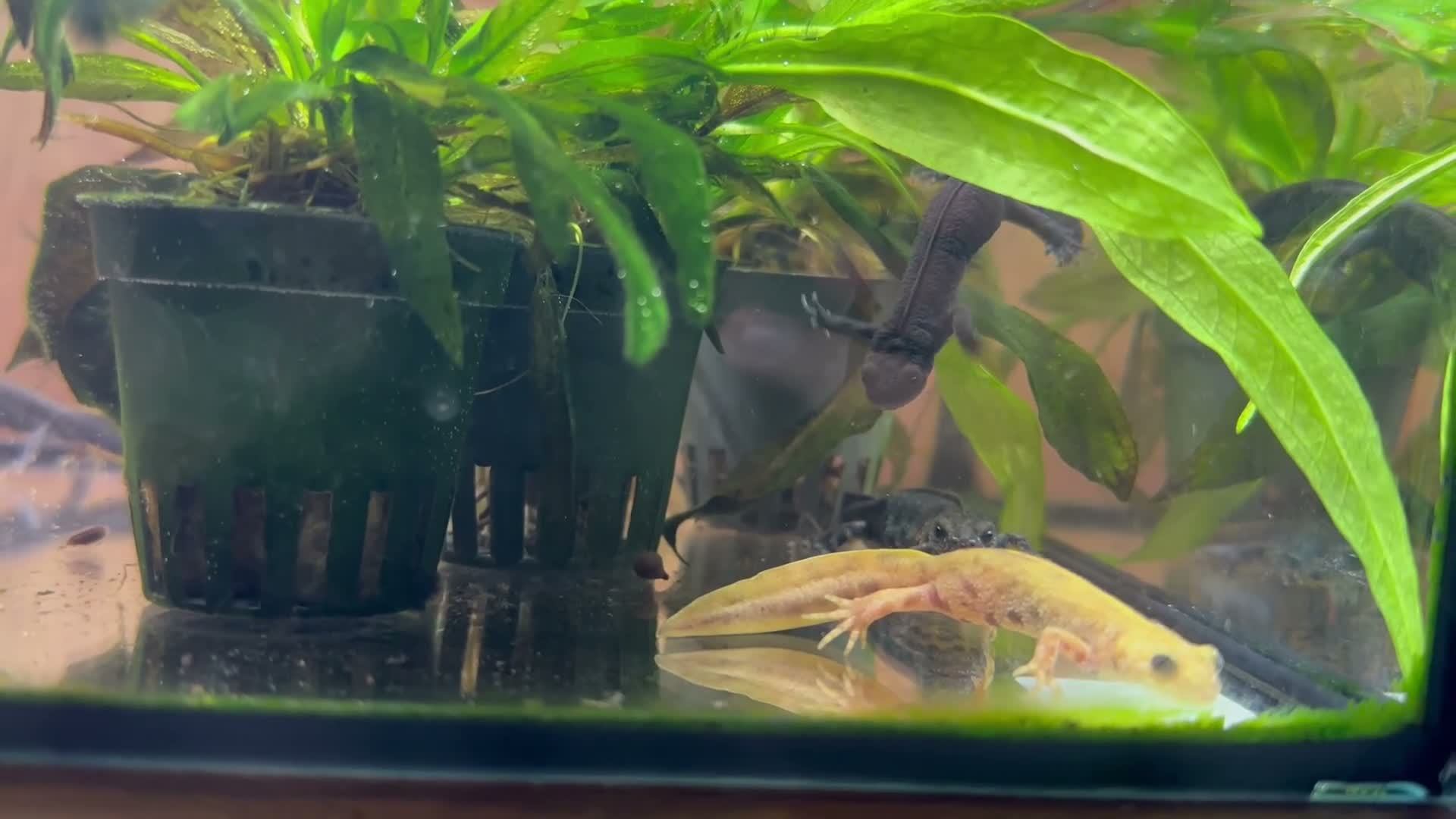 Newt reptiles for sale: Italian Crested Newts  - Video 1