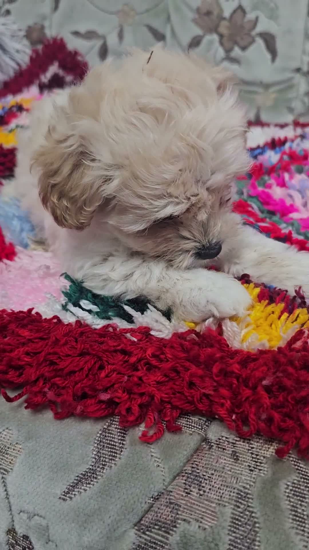 Cockapoo dogs for sale: 🐾 Hello, dear animal lovers! 🐾   - Video 2
