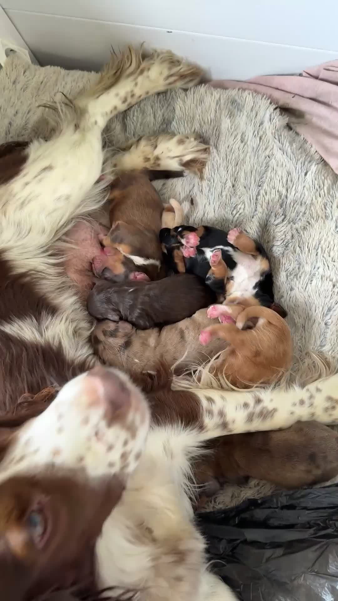 Cocker Spaniel dogs for sale: Amazing litter of 7 cocker spaniels  - Video 4