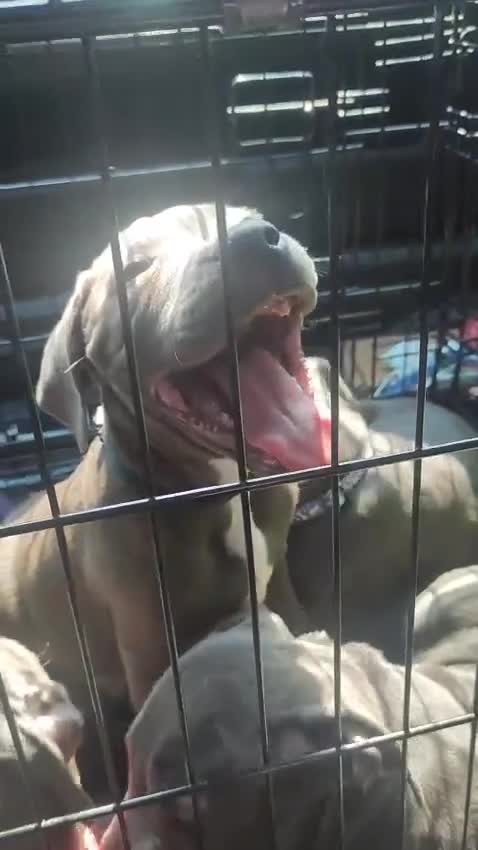 Staffordshire Bull Terrier dogs for sale: #Ready2go Kc registered blue staffy pups 4 sale - Video 2