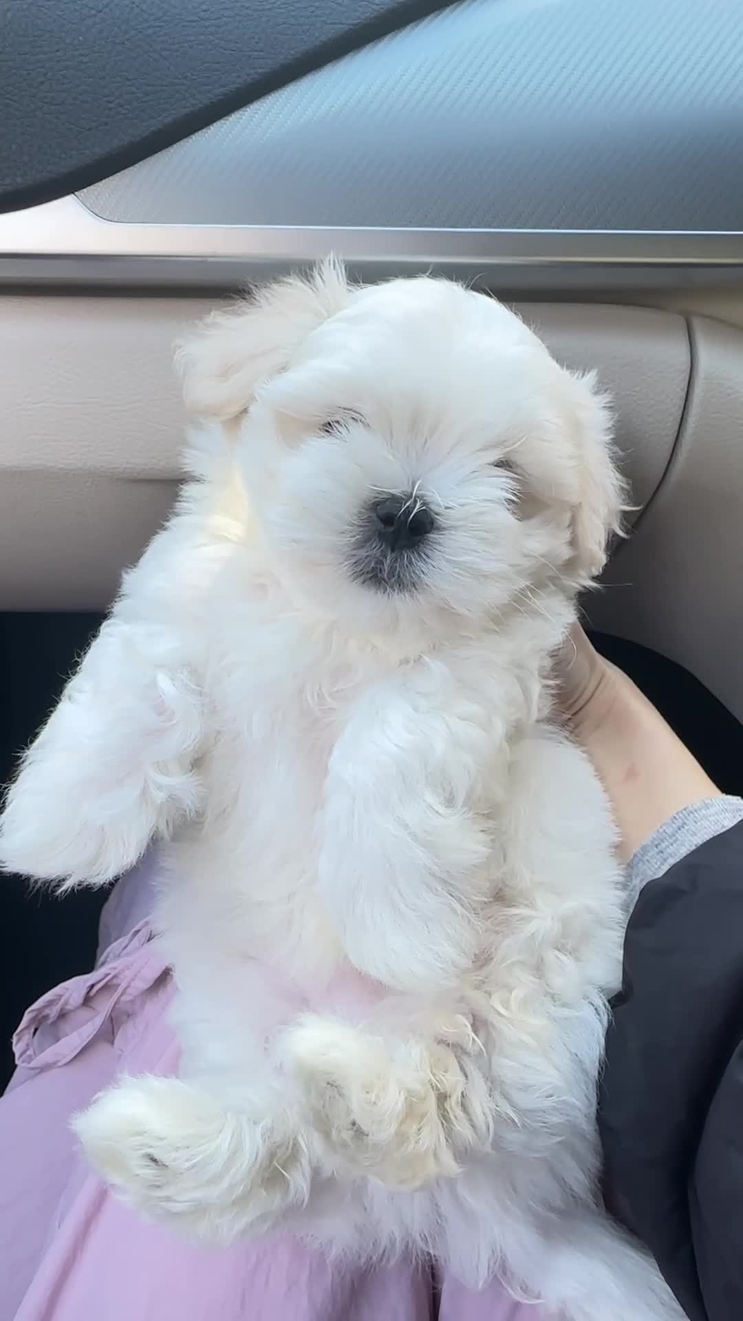 Maltese dogs for sale: London | Maltese Puppies Born on September 18th  - Video 1