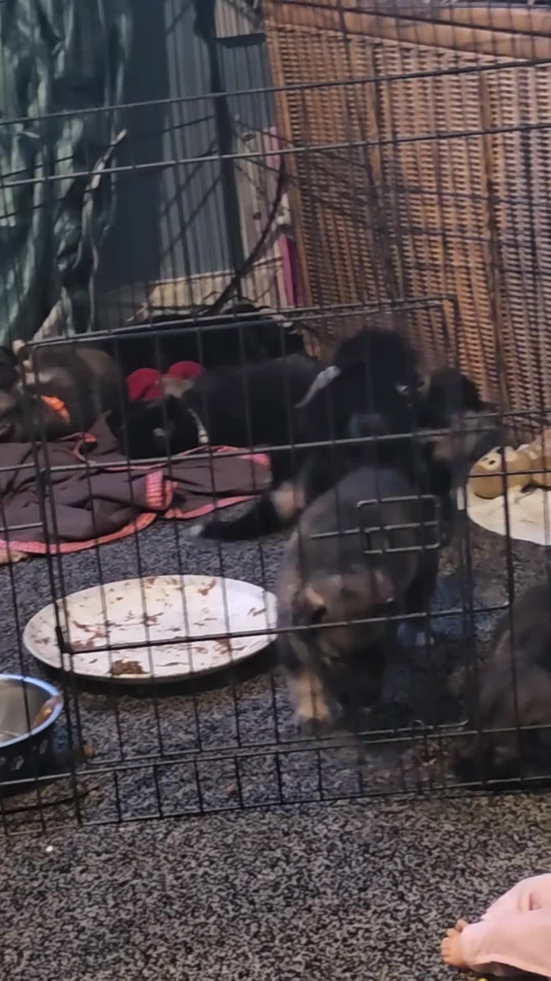Shepsky dogs for sale: 9 shepsky puppies  - Video 1