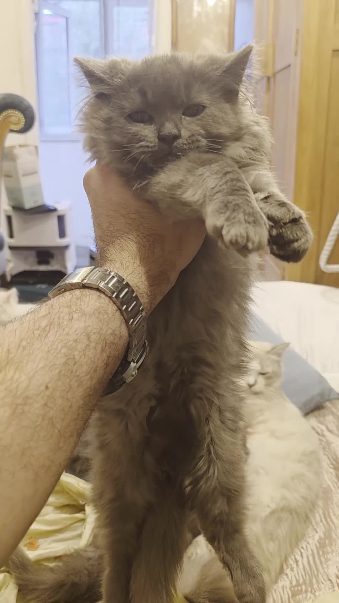 Siberian cats for sale: Beautiful Siberian Kittens – 2.5 Months Old - Video 1