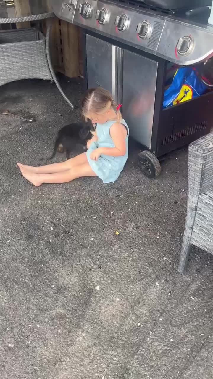 Cocker Spaniel dogs for sale: Cockerspaniel Puppies - Video 1