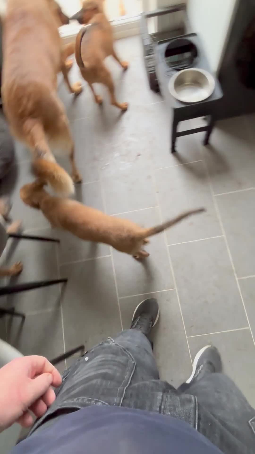 Mixed Breed dogs for sale: Belgian Malinois cross puppies for sale. - Video 1