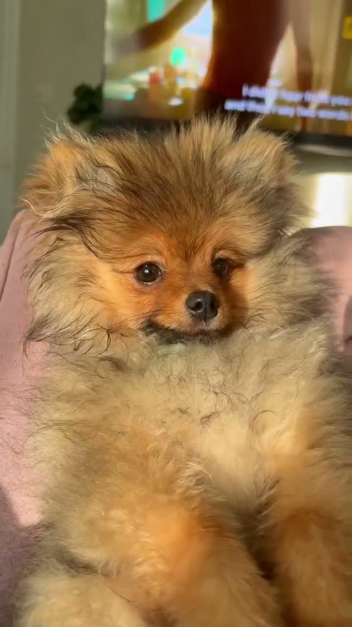 Pomeranian dogs for sale: Beautiful Kennel Club Registered Pomeranian Boy  in Bognor Regis - Video 1