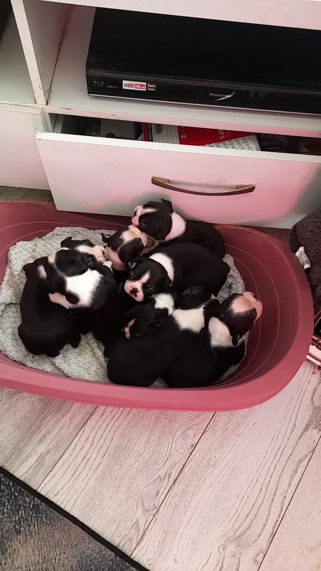 Boston Terrier dogs for sale: Stunning boston terrier puppies - Video 1