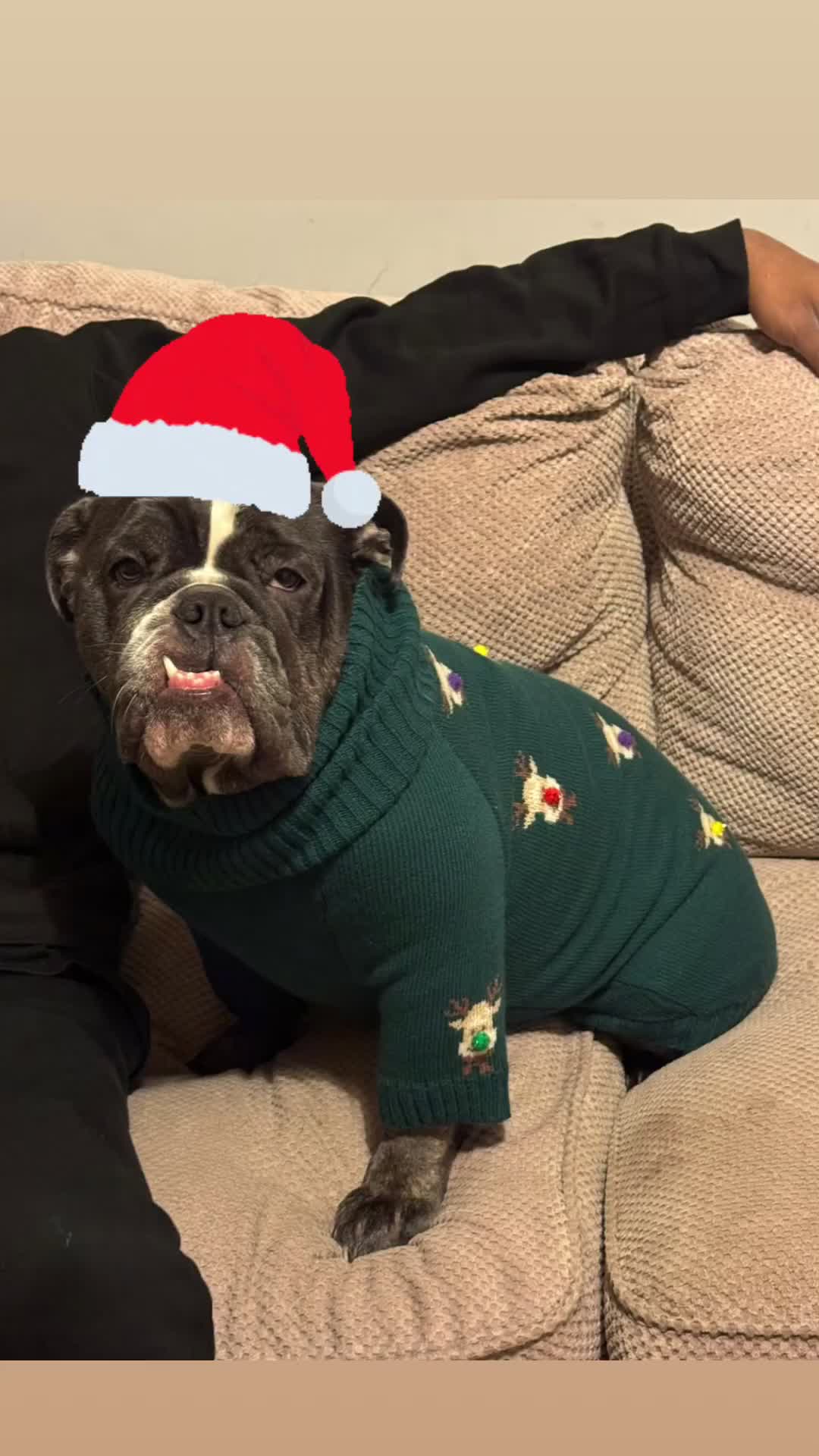 English Bulldog dogs for sale: English Bulldog  - Video 3