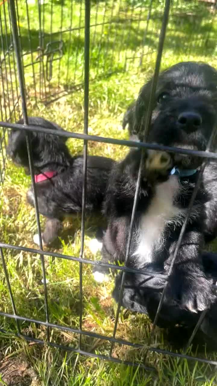 Jackapoo dogs for sale: 🏆Beautiful Jackapoo puppies🏆 1 BOY AND GIRL LEFT - Video 4