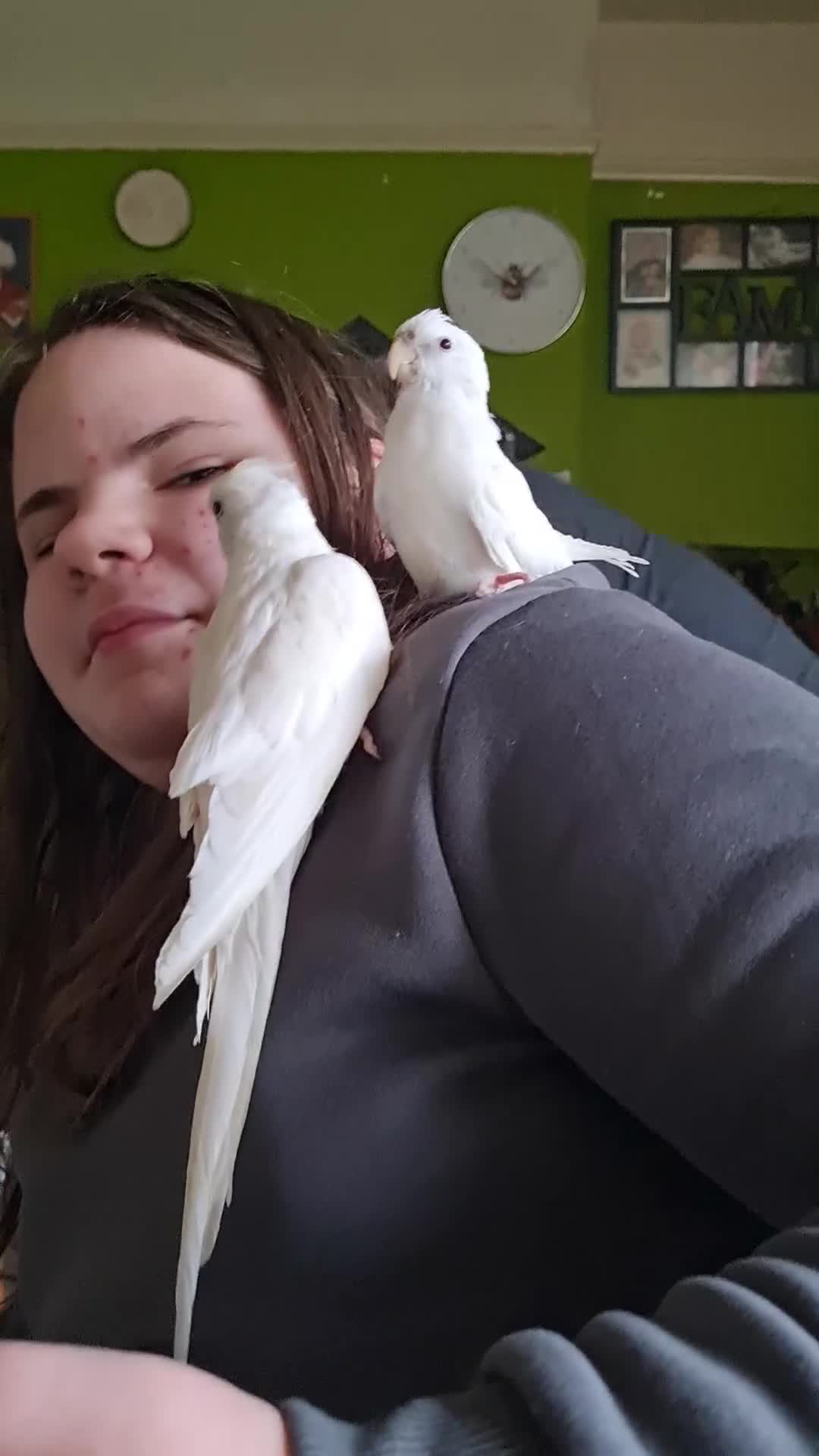 Cockatiels birds for sale: Baby cockatiels for sale  - Video 1