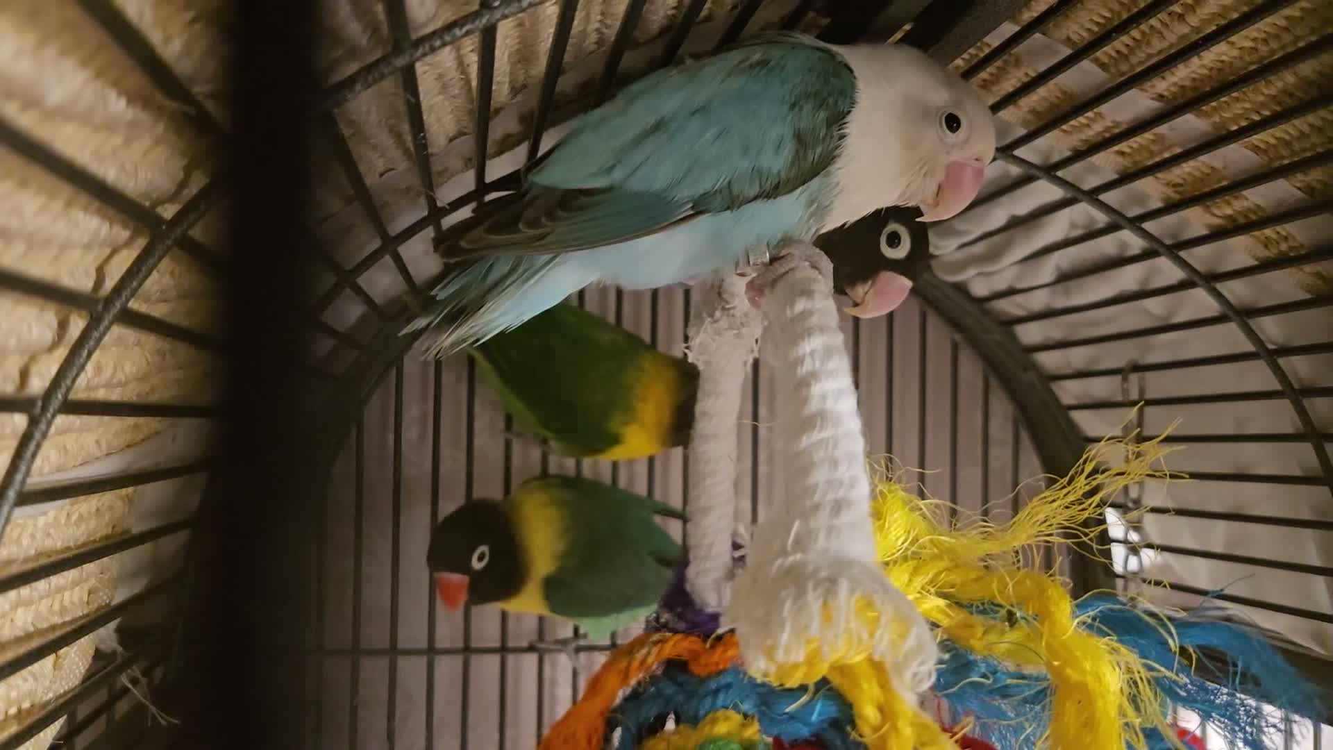 Lovebirds birds for sale: Love birds and cage  - Video 1