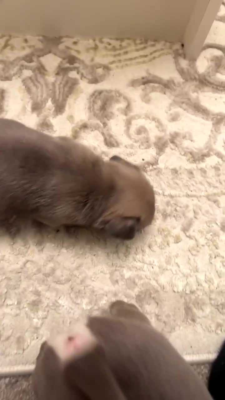 Pug dogs for sale: Pugs for sale kc registered  - Video 4