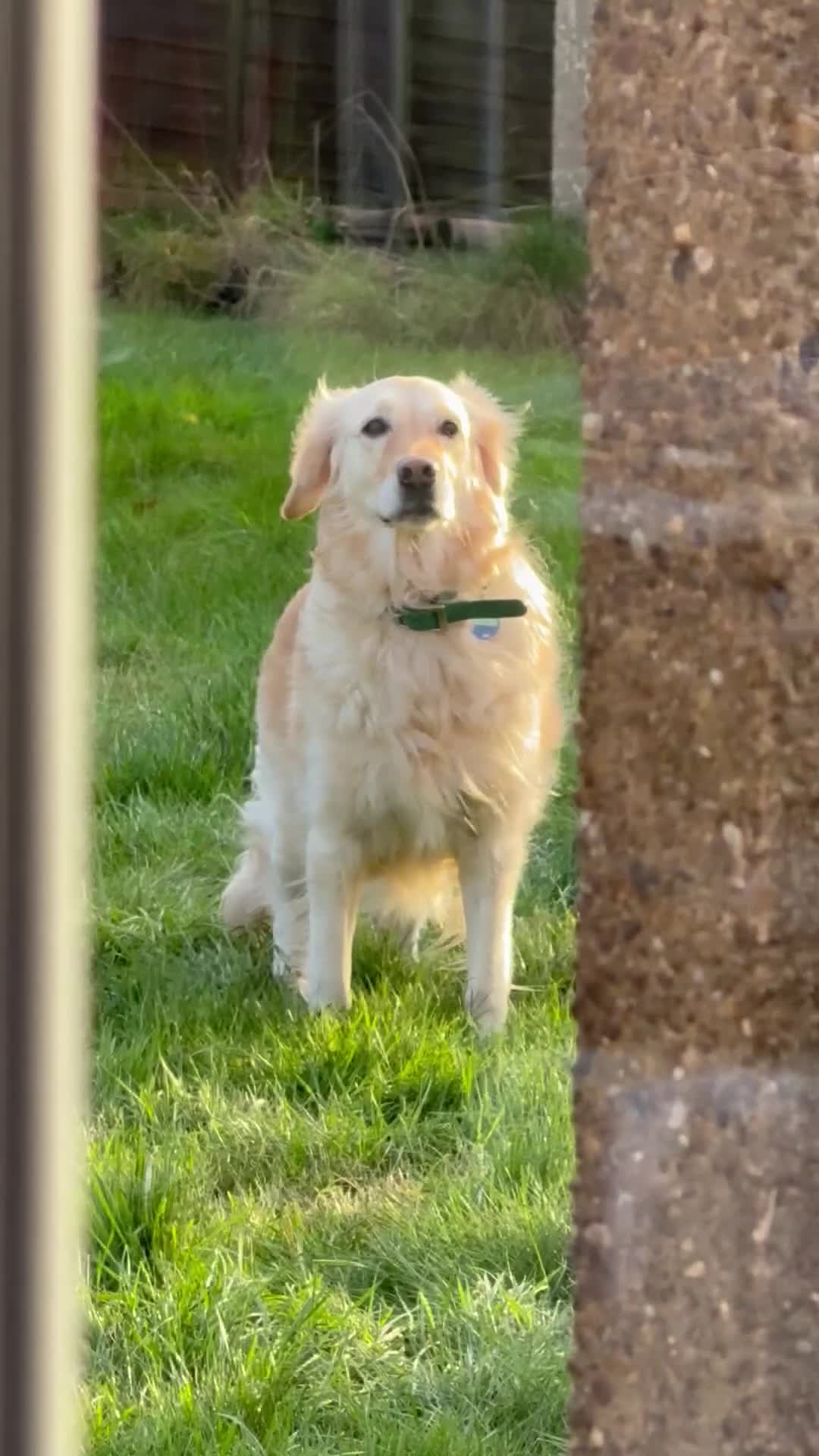 Golden Retriever dogs for sale: Golden Retriever / Female / 5ys in Swadlincote - Video 1