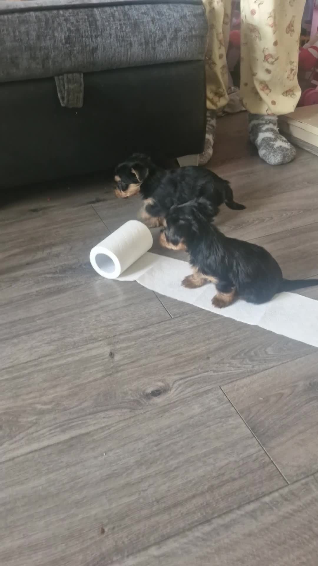Yorkshire Terrier dogs for sale: F1 stunning purebred yorkshire terriers pup's ❤️💙 - Video 1