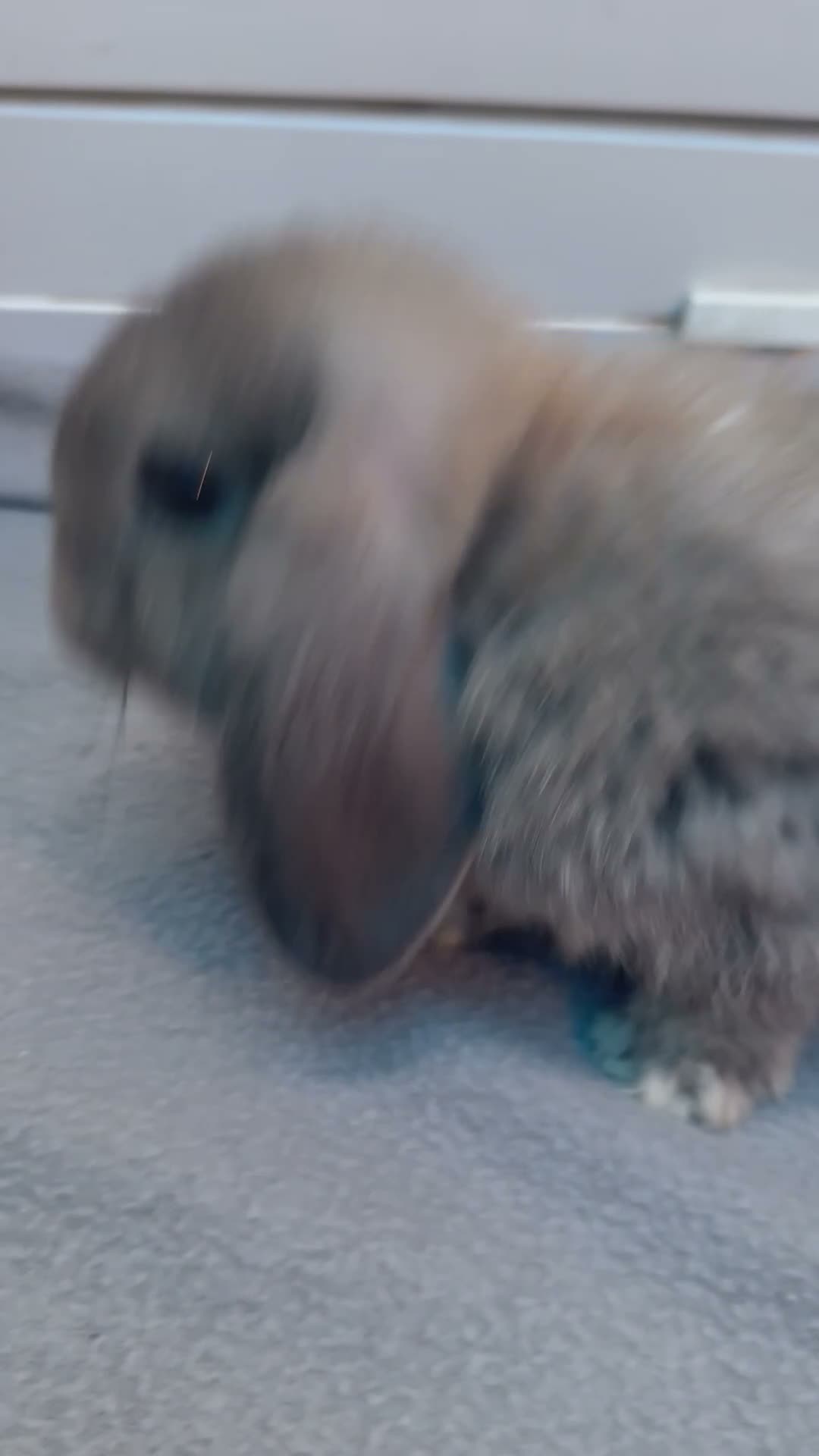 Mini Lop rabbits for sale: Mini loop bunnies  - Video 4
