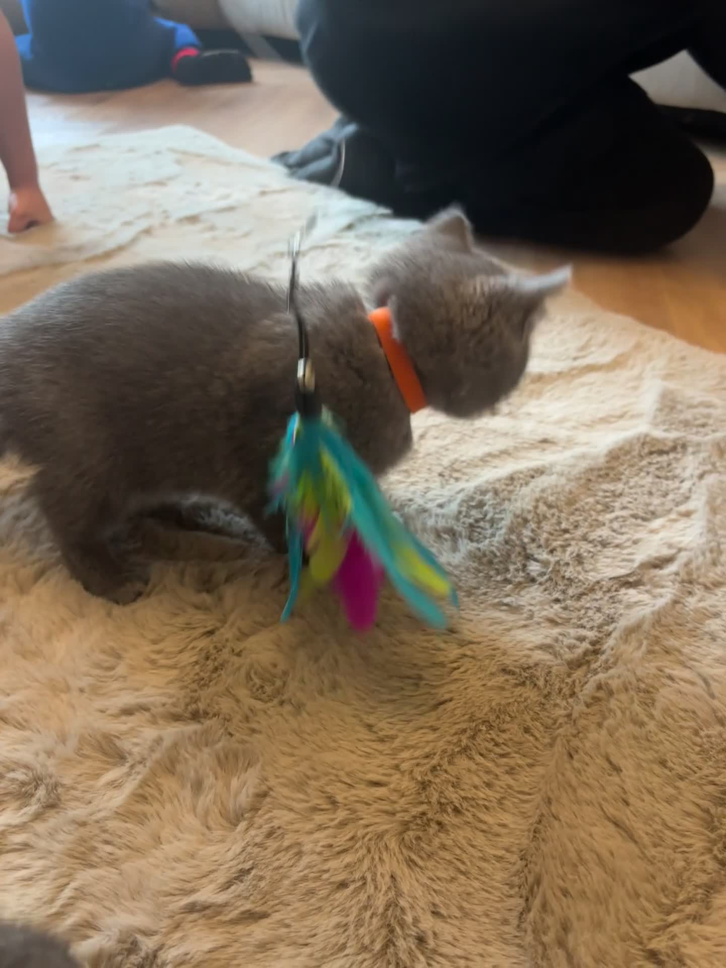 British Shorthair cats for sale: British short haired kittens - Video 2
