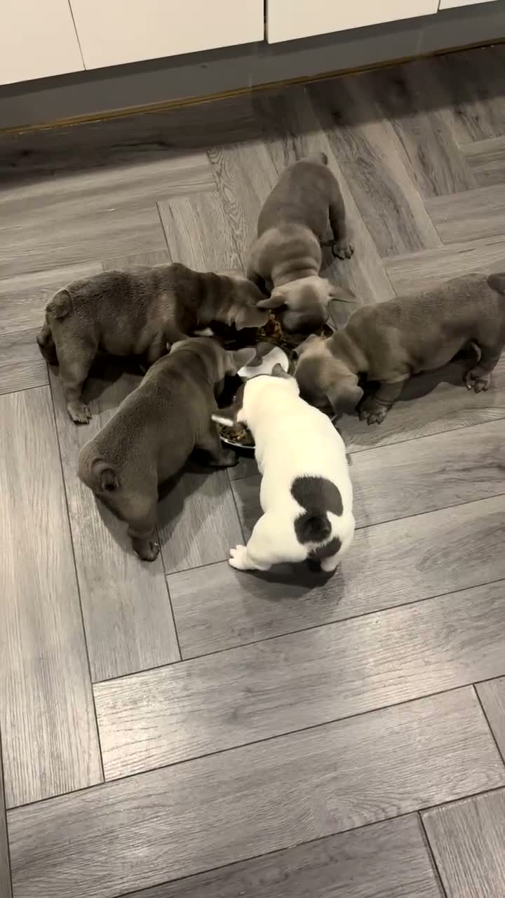 French Bulldog dogs for sale: Beautiful French Bulldog Puppies - Video 2