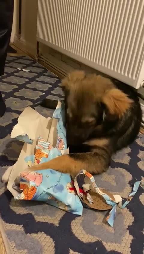 Mixed Breed dogs for adoption: Meet Little BEAR, a Lovely but naughty Boy... - Video 1
