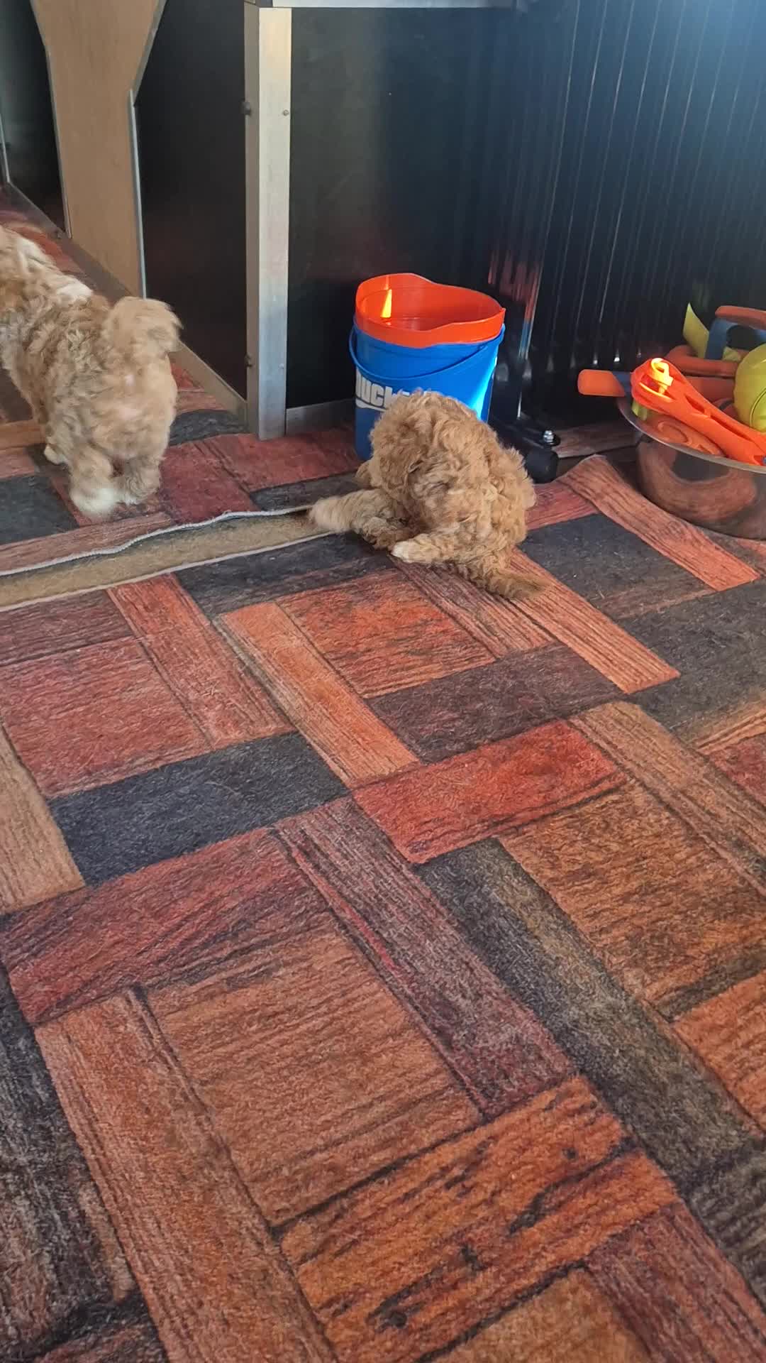 Labradoodle dogs for sale: Stunning F3 miniature labradoodles!  - Video 2