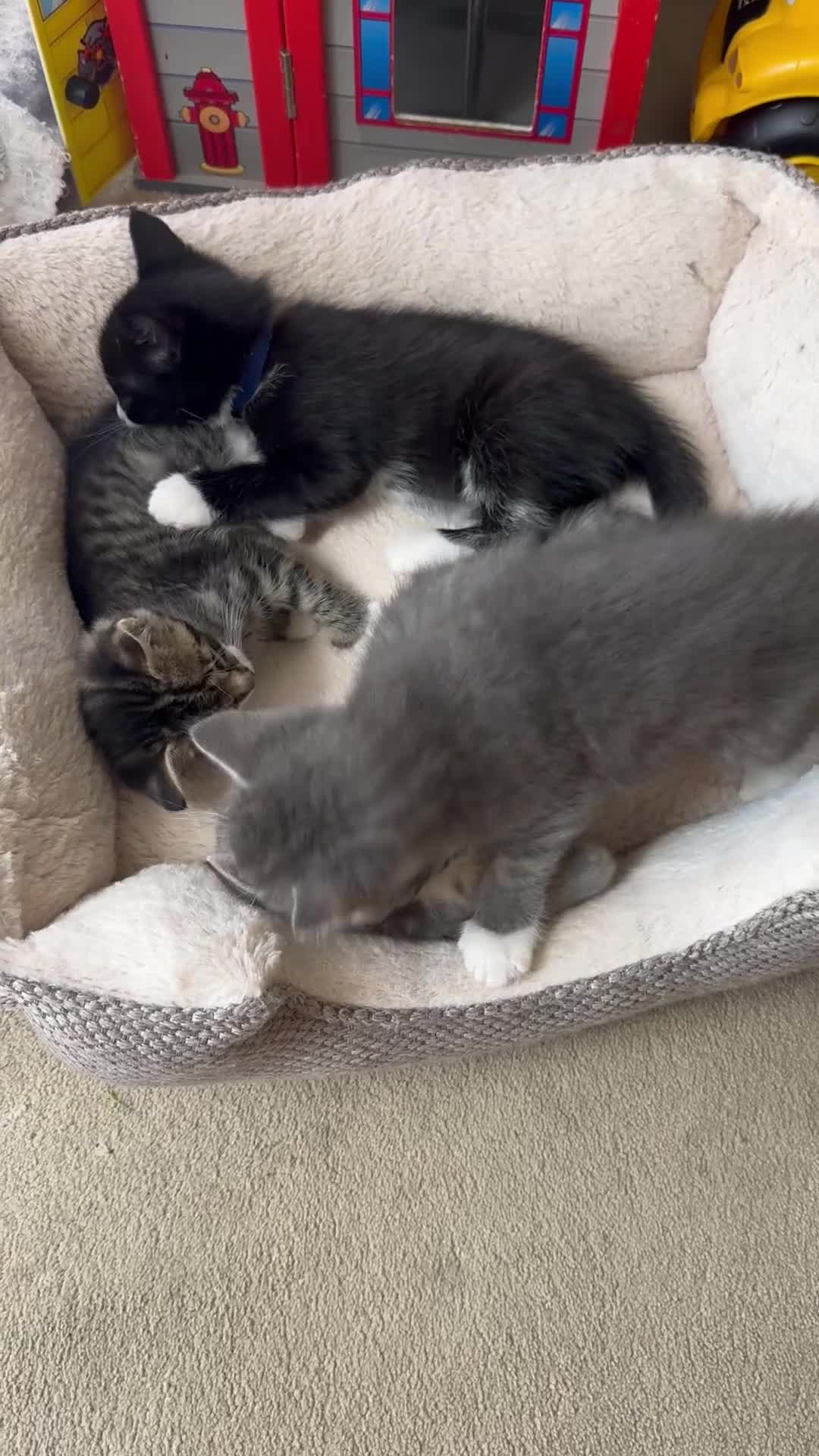 British Shorthair cats for sale: Adorable British Shorthair mixed Russian Blue - Video 2