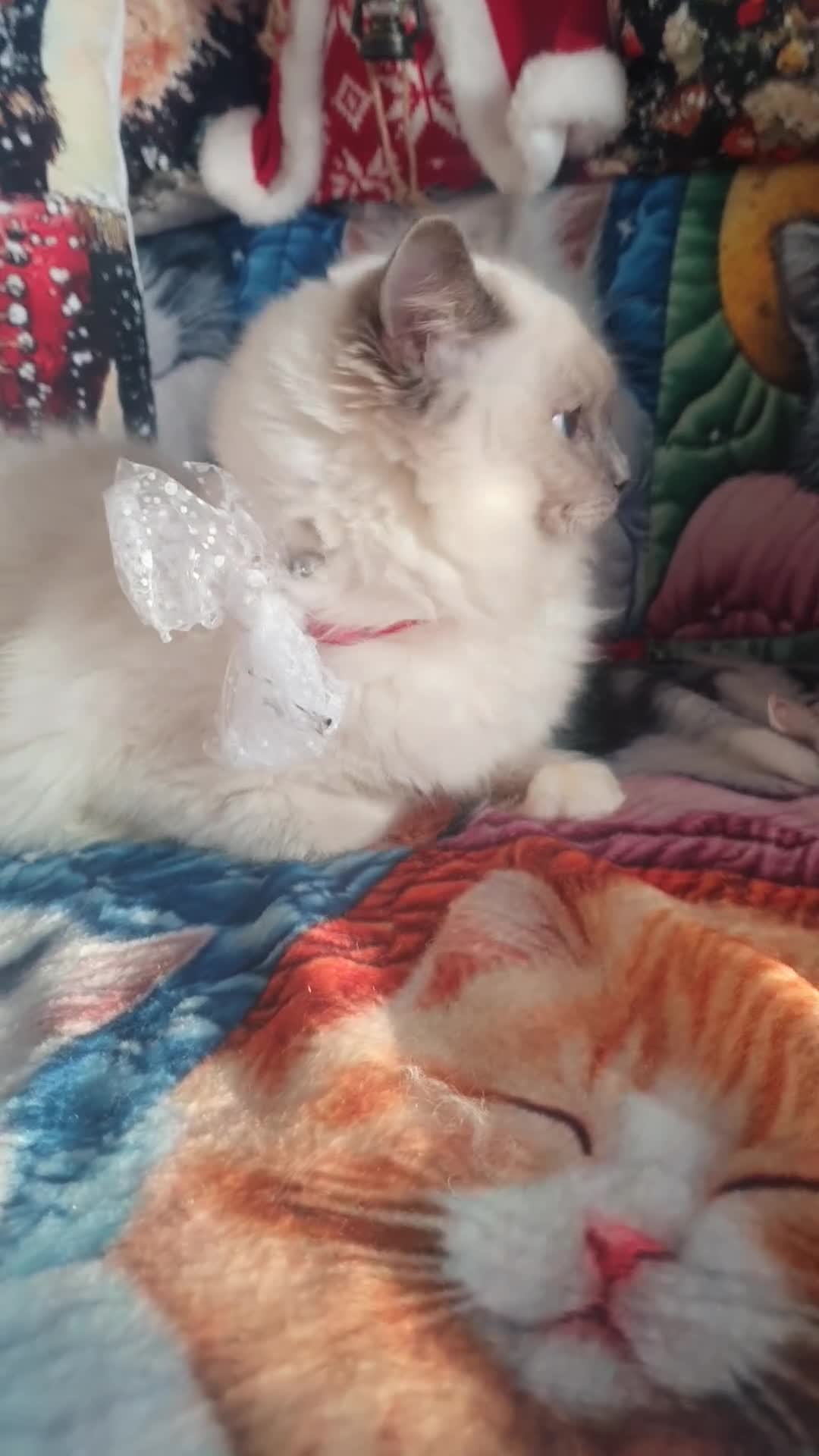 Ragdoll cats for sale: Mink & traditional Ragdolls - Video 4