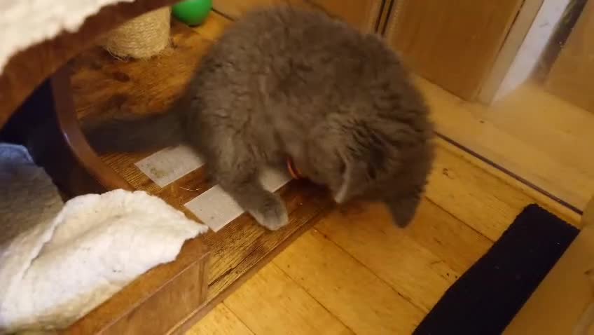 British Shorthair cats for sale: Cute babies! - Video 2