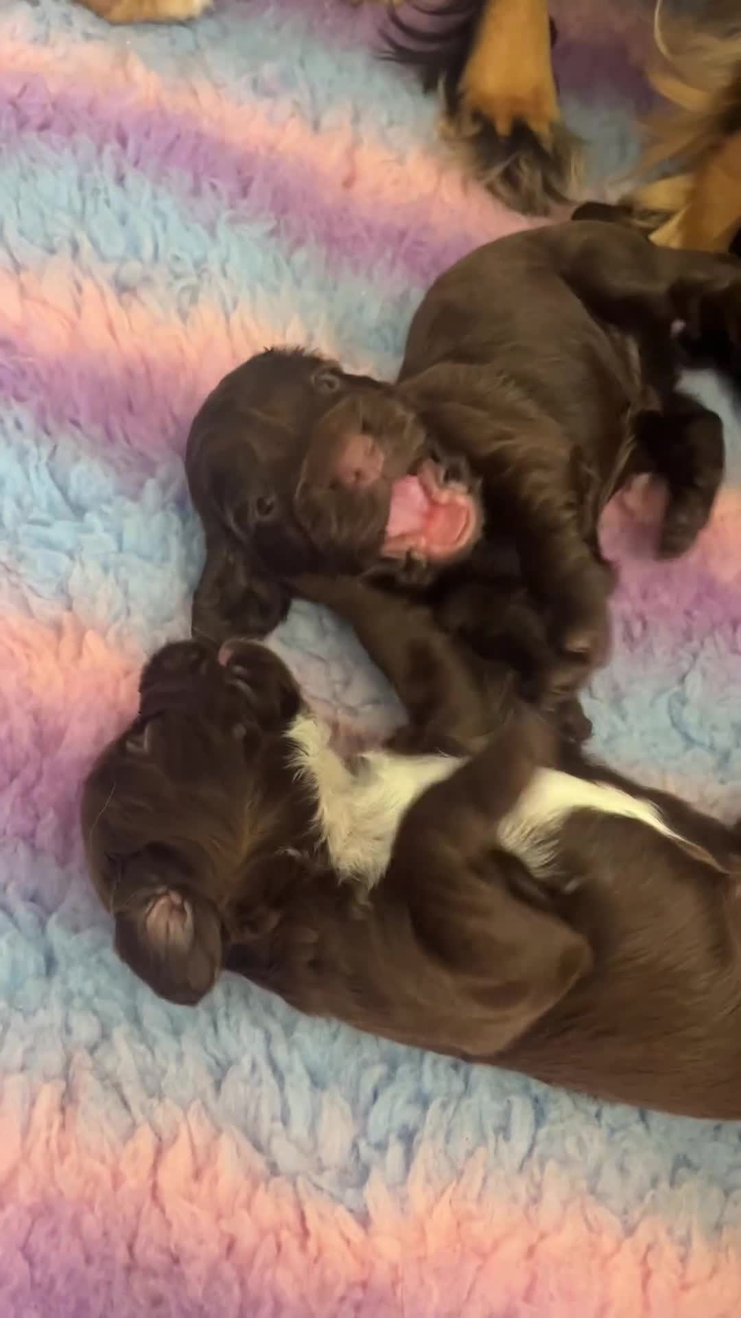 Cocker Spaniel dogs for sale: Cocker spaniel puppies - Video 1