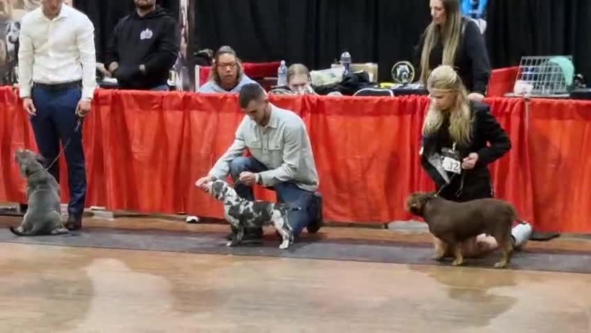 American Bully dogs for sale: pocket bully pups, ABKC registered, 14wks old. - Video 2