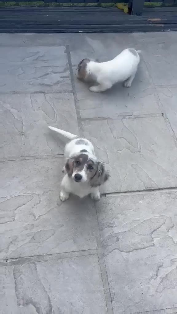 Miniature Dachshund dogs for sale: Mini dachshund pied  - Video 1
