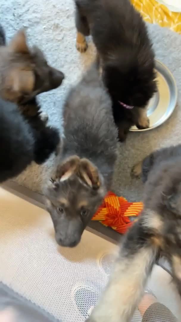 German Shepherd dogs for stud: Proven KC Registered German Shepherd  in Glasgow - Video 3