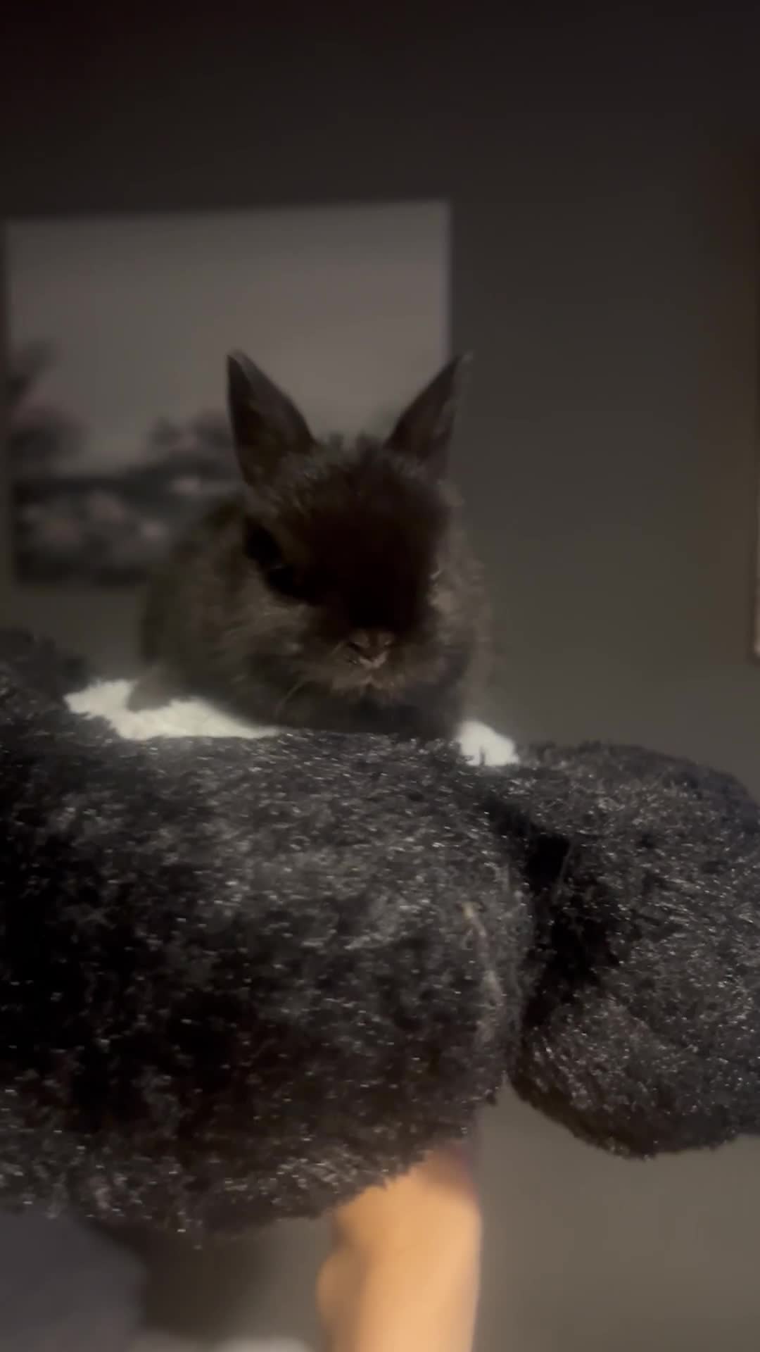 Netherland Dwarf rabbits for sale: PURE Netherland dwarfs for sale - Video 1